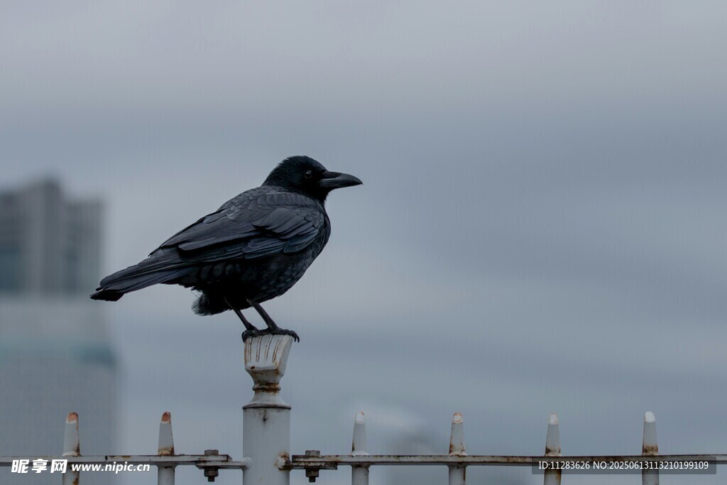 站在栏杆上的乌鸦