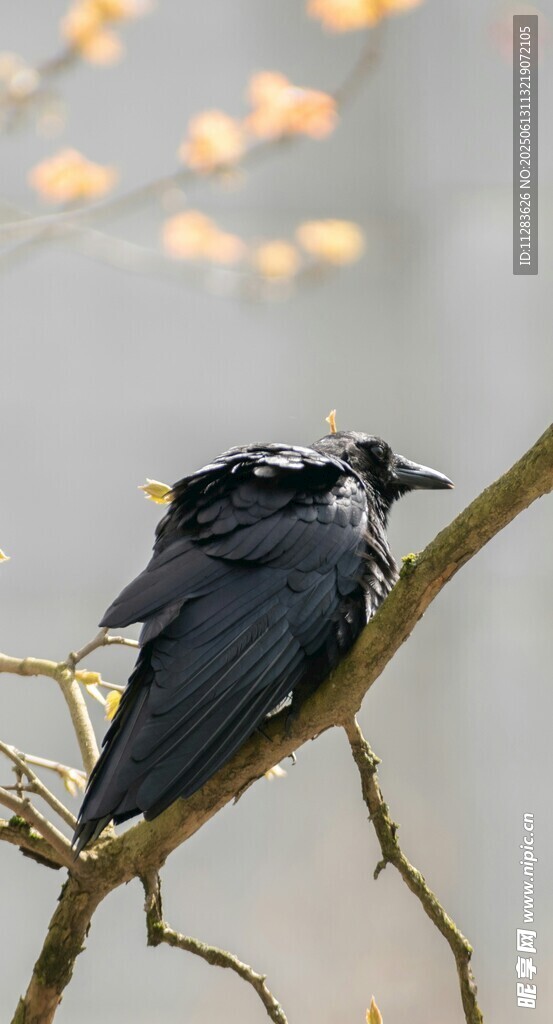 枝头栖息的乌鸦