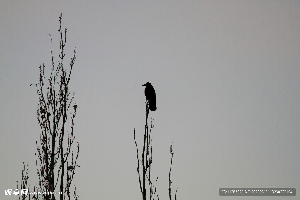 枝头乌鸦