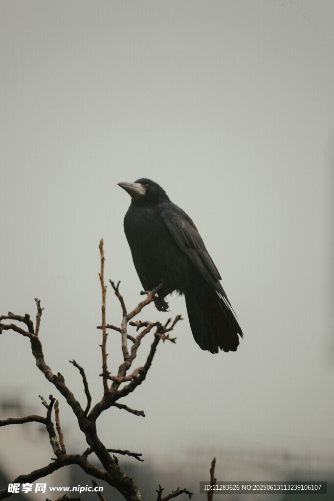 枝头伫立的乌鸦
