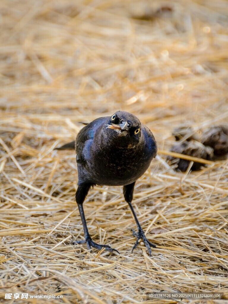 站在干草上的乌鸦