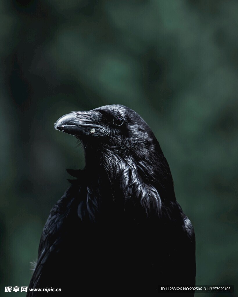 黑鸦特写