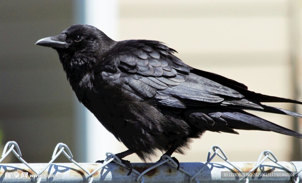 乌鸦立于带刺铁丝上