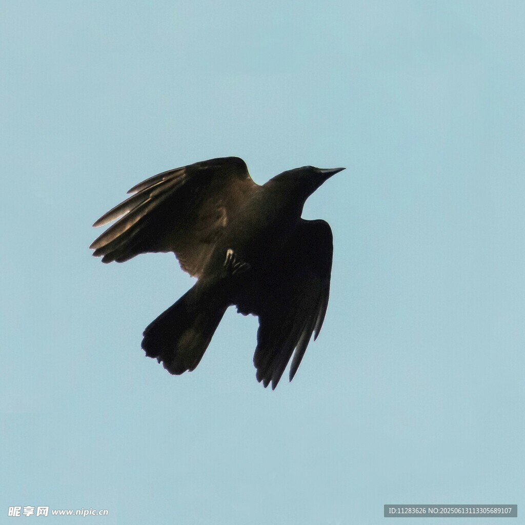 飞翔的乌鸦