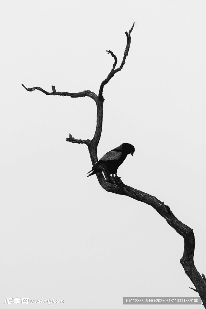 孤枝上的休憩乌鸦