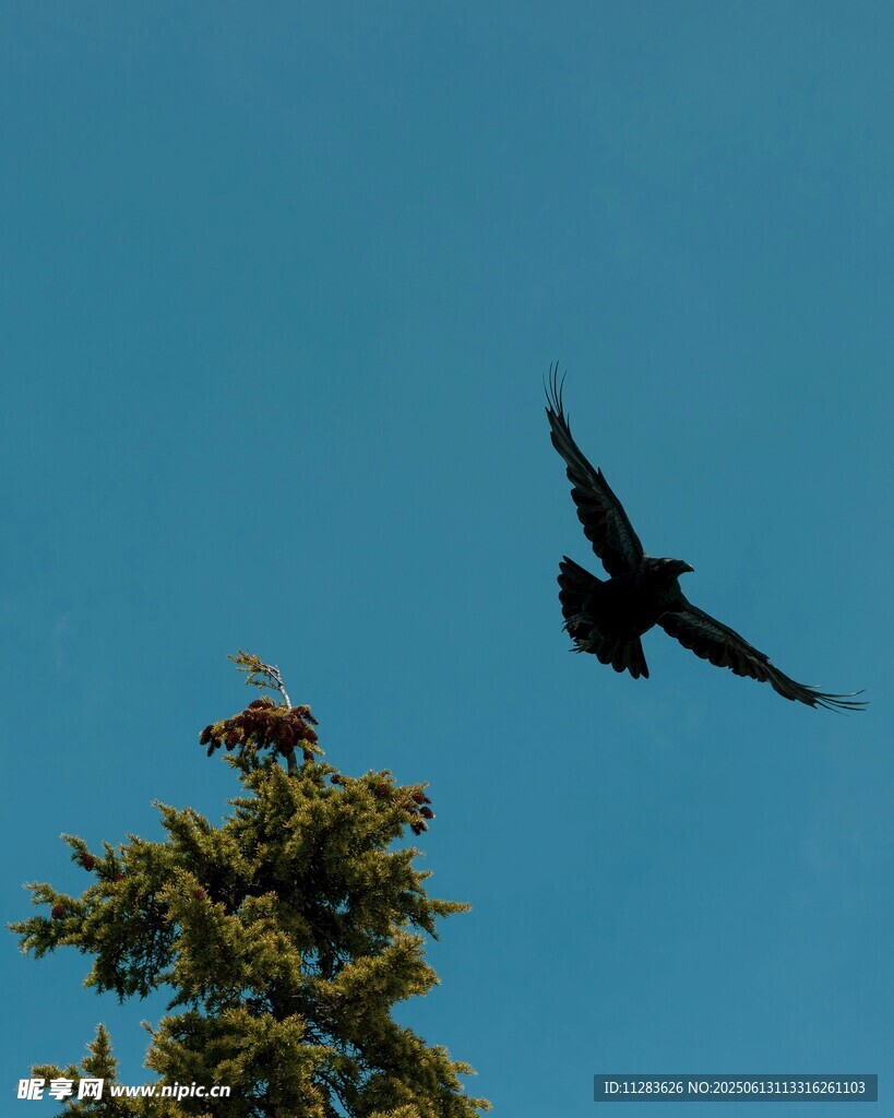 蓝天中翱翔的乌鸦