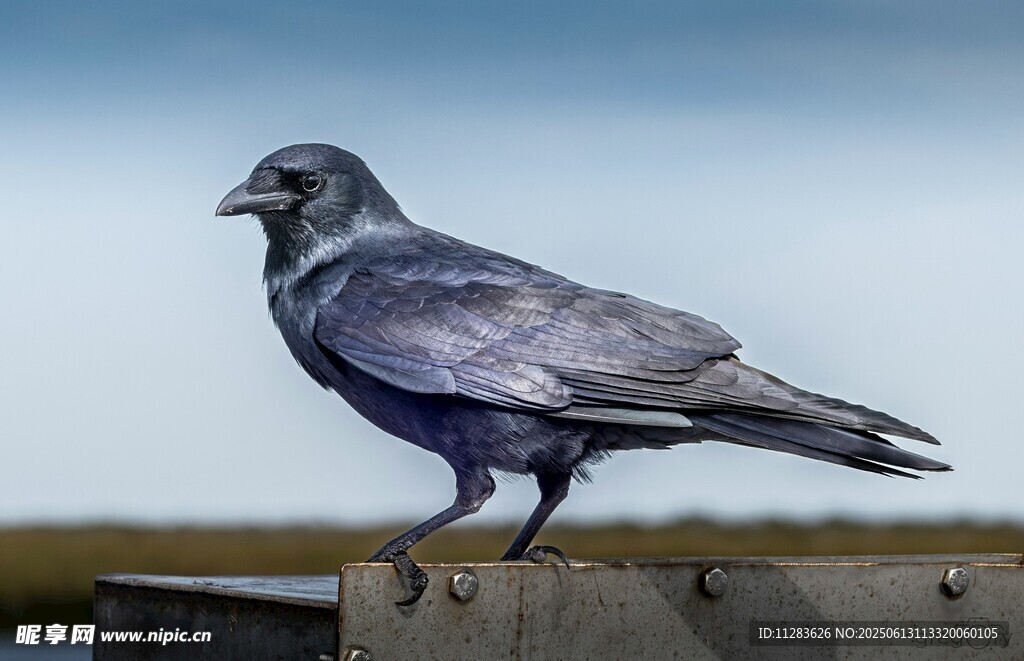 站在栏杆上的黑色乌鸦