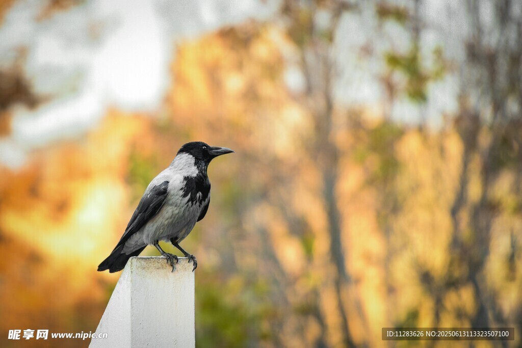 枝头小鸟赏秋日美景