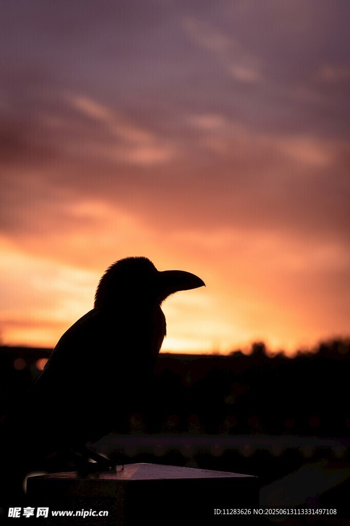 夕阳下的乌鸦剪影