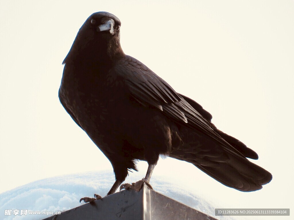 站在高处的黑乌鸦