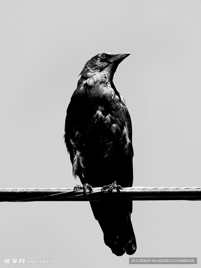 电线上的乌鸦