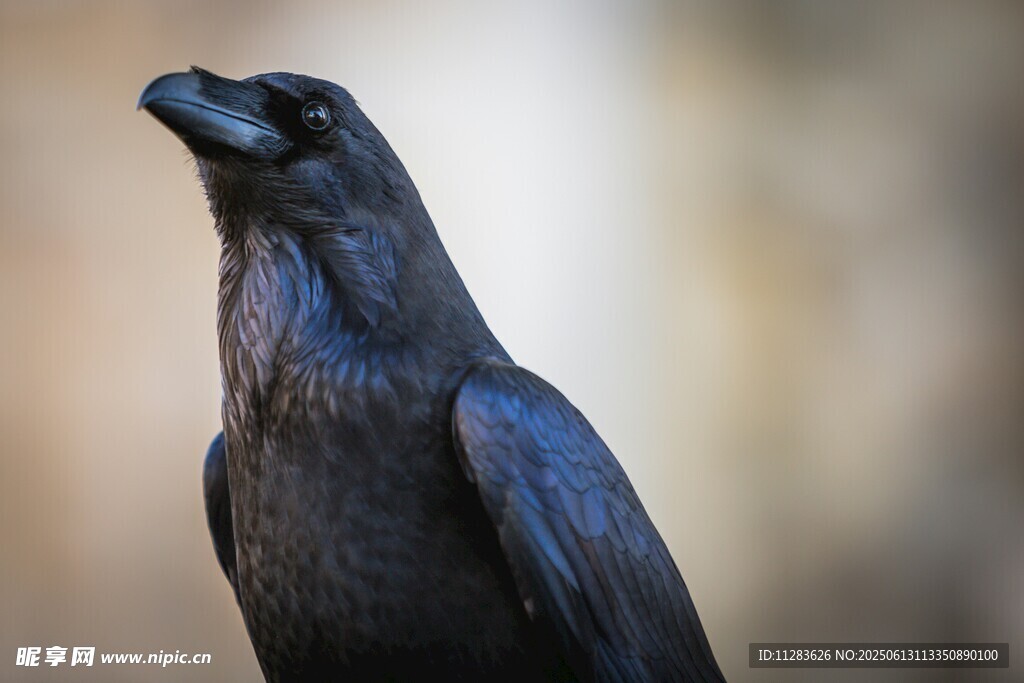 黑羽乌鸦特写
