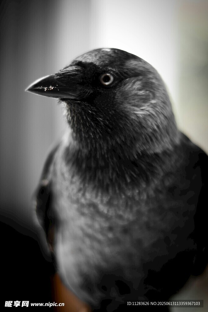 乌鸦特写