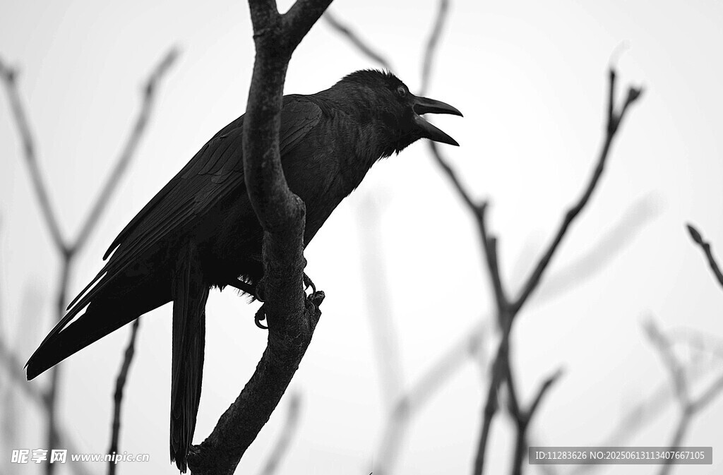 枝头鸣叫的乌鸦