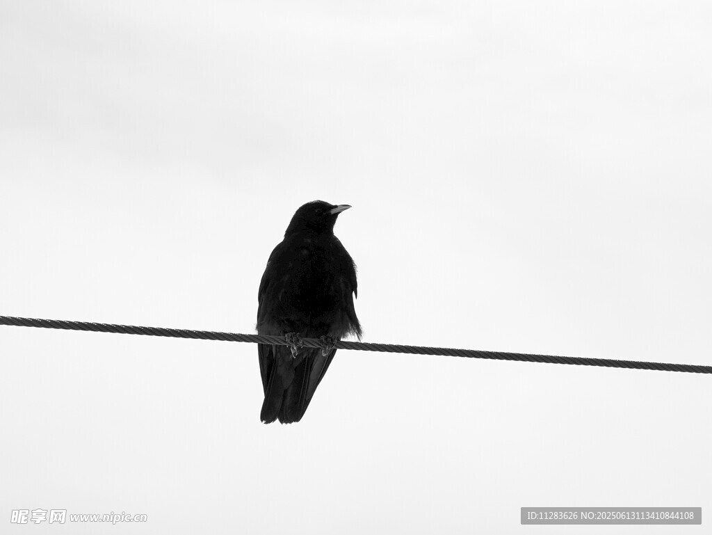 电线上的乌鸦