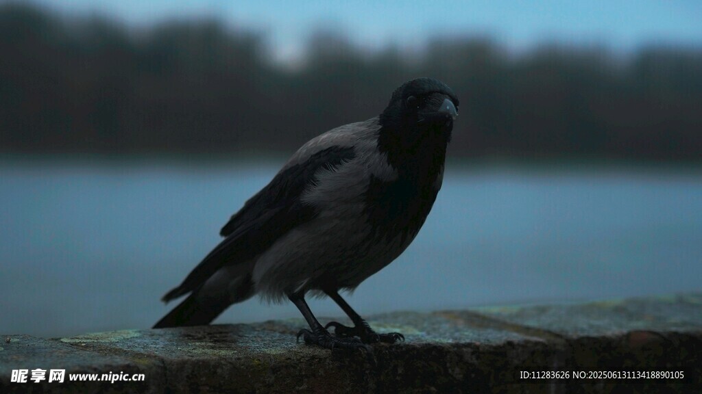 水边伫立的乌鸦