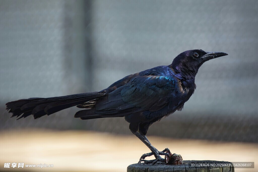 黑乌鸦立于桩上