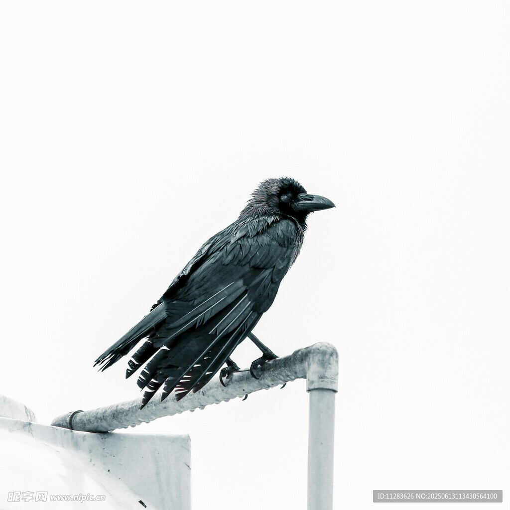 站在杆上的黑乌鸦