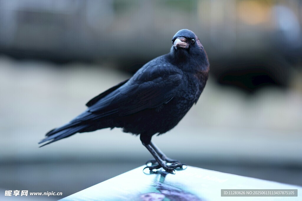站在车顶的乌鸦