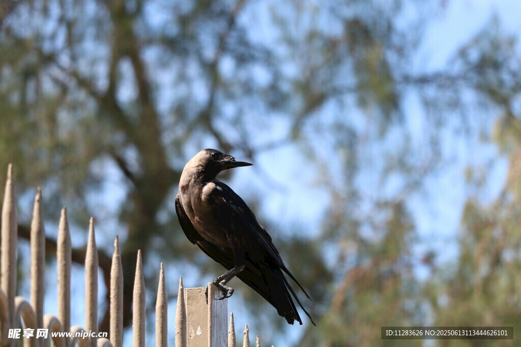 站在栅栏上的乌鸦