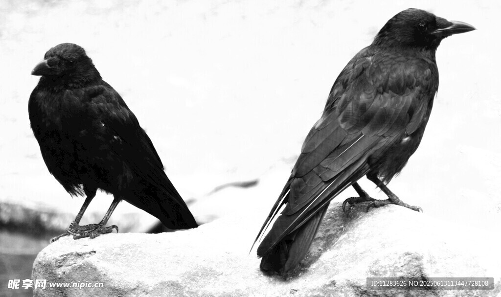 两只乌鸦立于石上