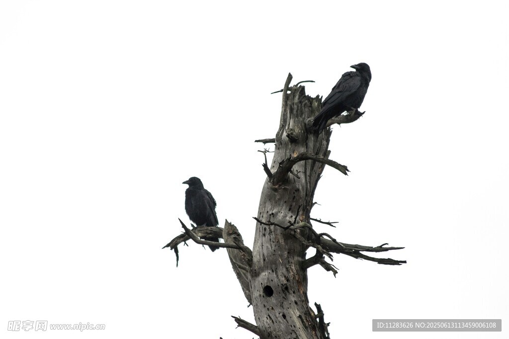枯树上的两只乌鸦