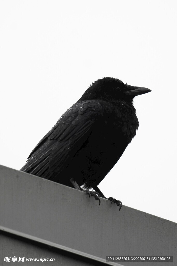 屋顶上的黑乌鸦