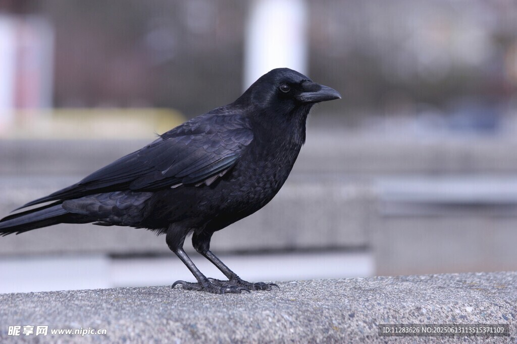 站在石台上的黑色乌鸦