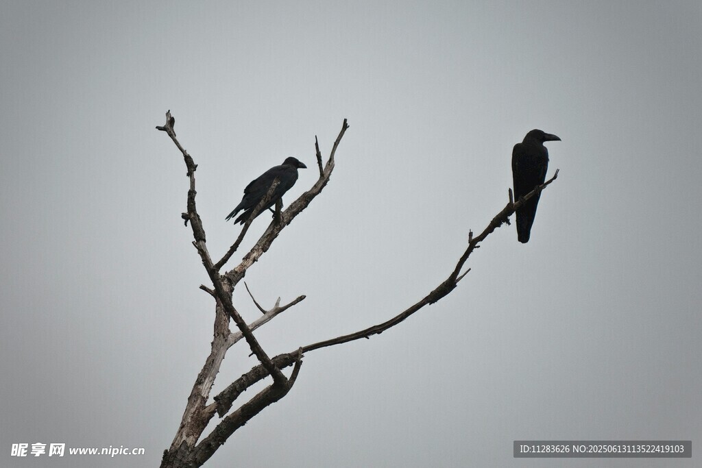 枝头乌鸦