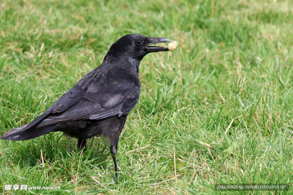 草地上的黑乌鸦