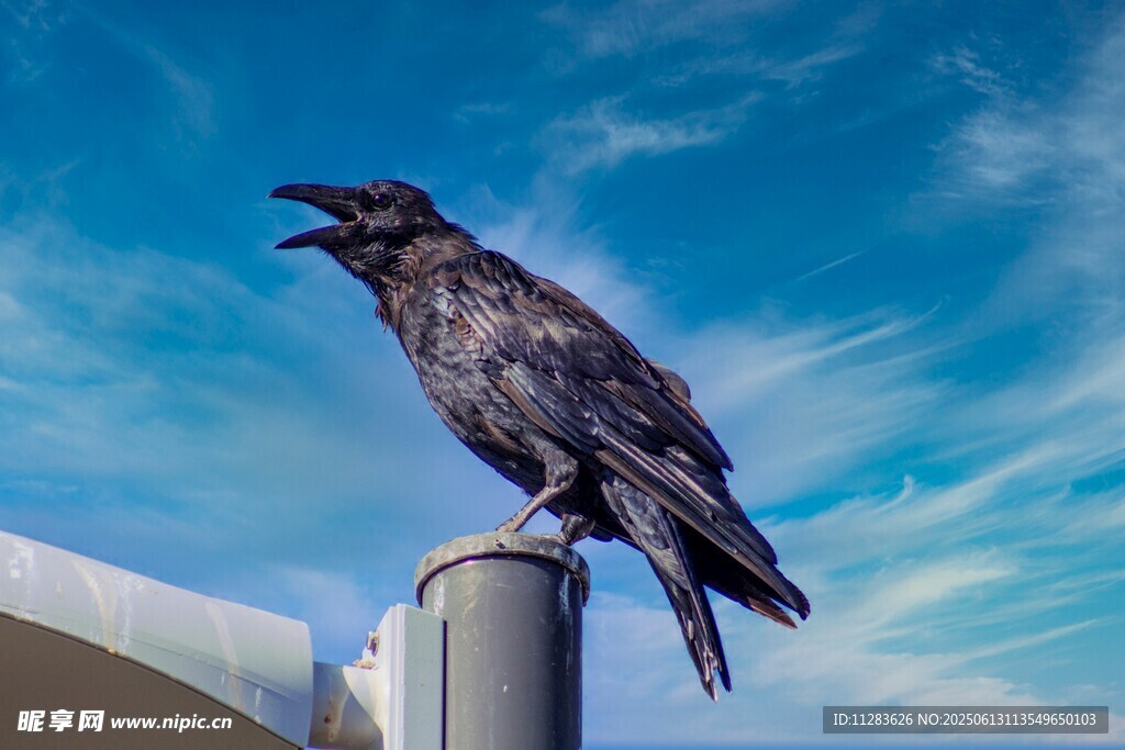 站在杆上鸣叫的黑乌鸦