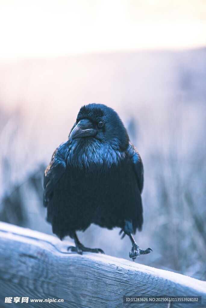 站在栏杆上的黑羽乌鸦