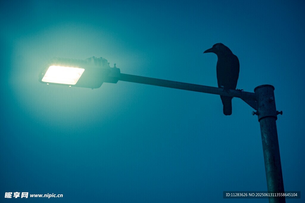 夜幕下路灯上的乌鸦