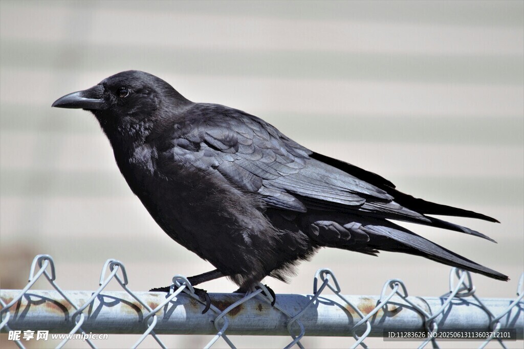 站在铁丝网上的黑乌鸦