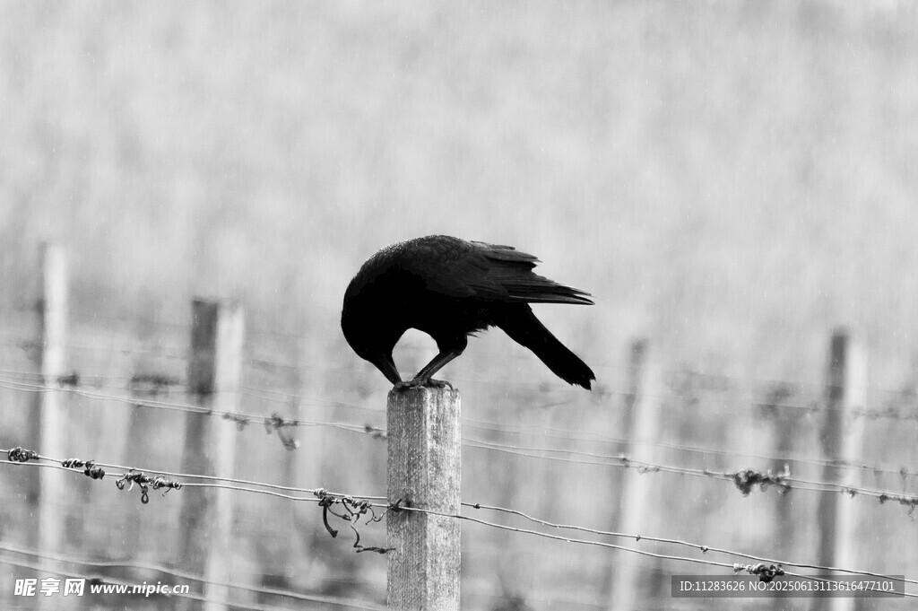 站在围栏上的乌鸦