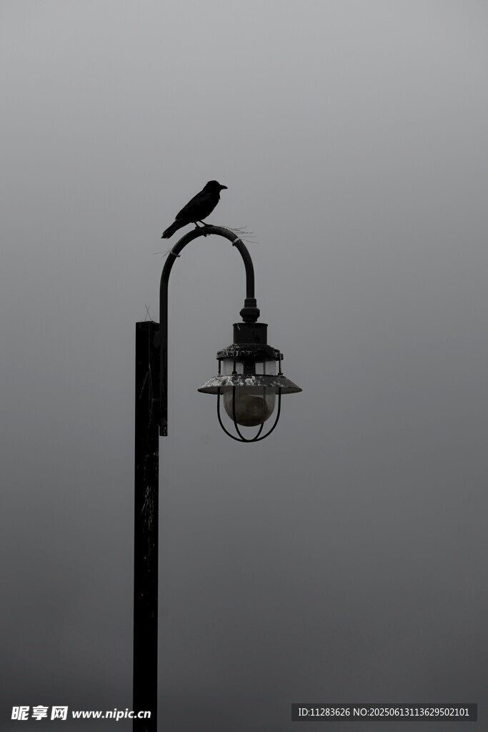 乌鸦栖于路灯