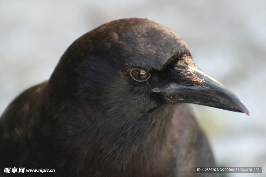 黑乌鸦特写