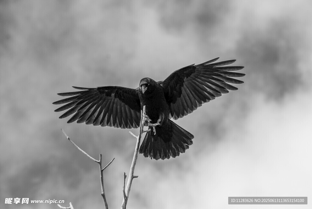 展翅乌鸦