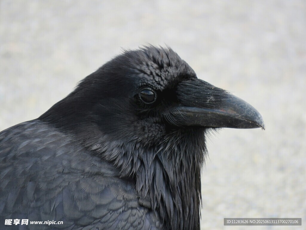 黑乌鸦特写