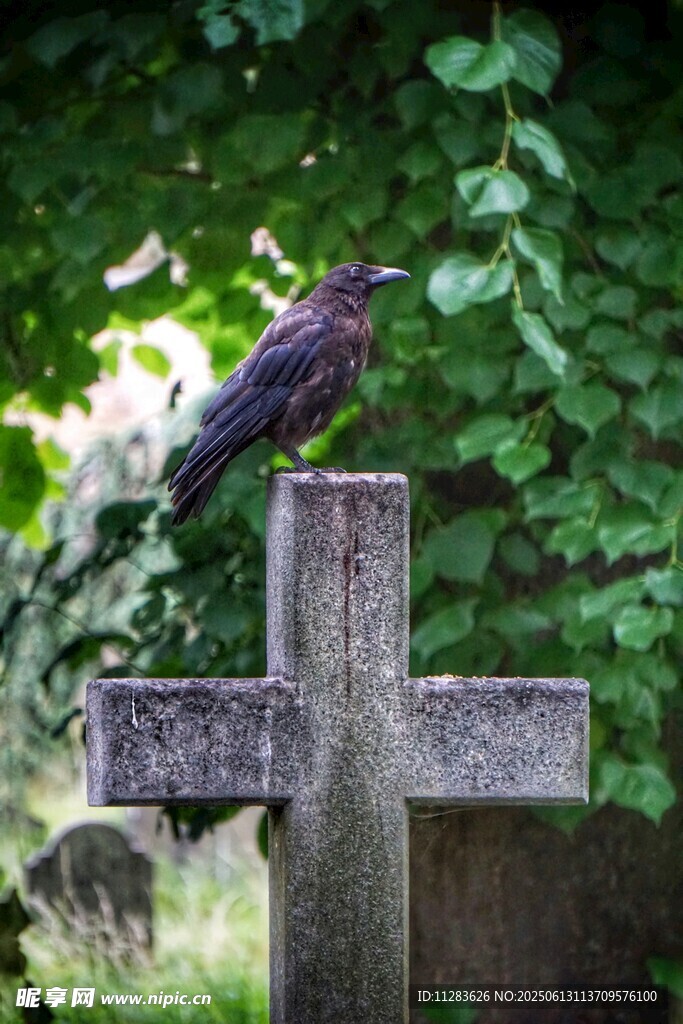 墓碑上的乌鸦