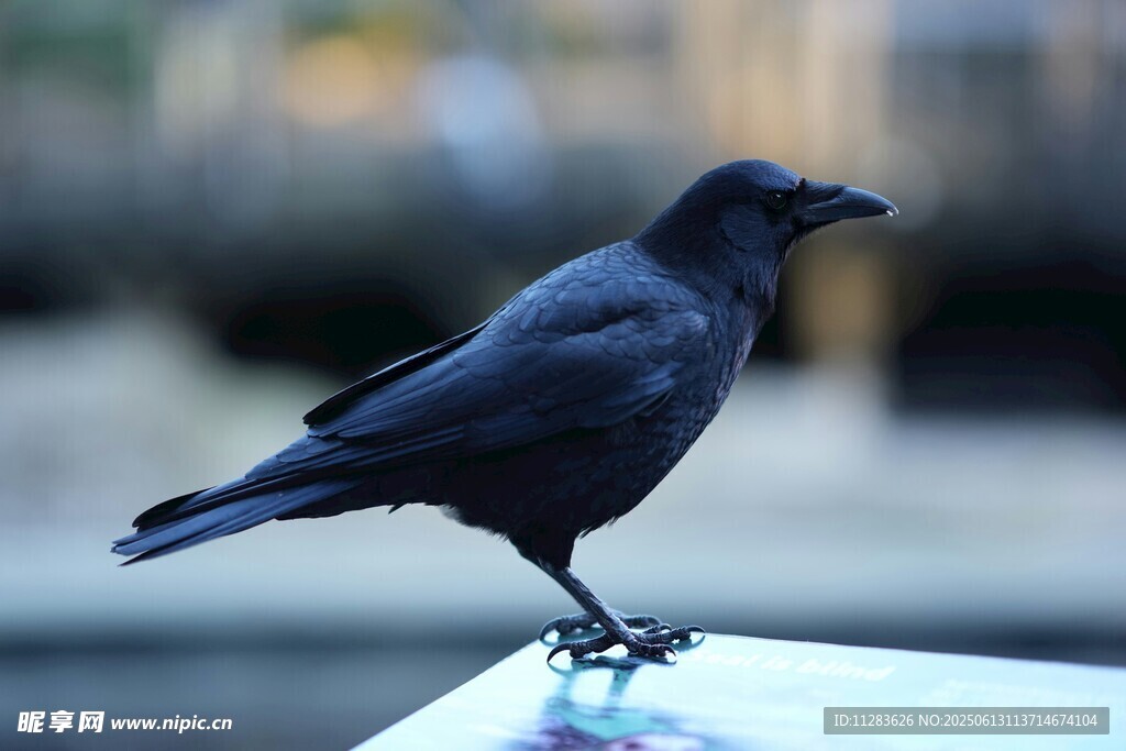 站在平台上的黑色乌鸦