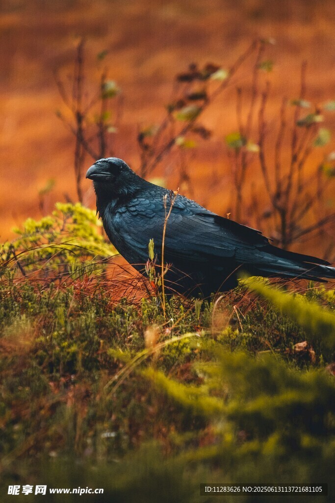 栖息于草丛中的黑色鸟儿