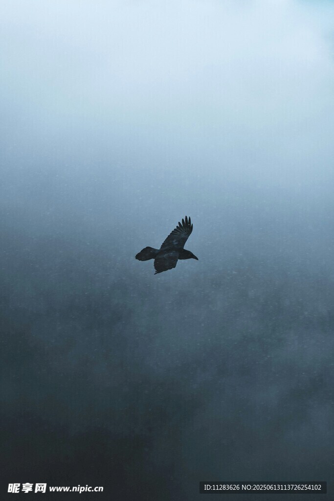 翱翔于云雾中的神秘飞鸟