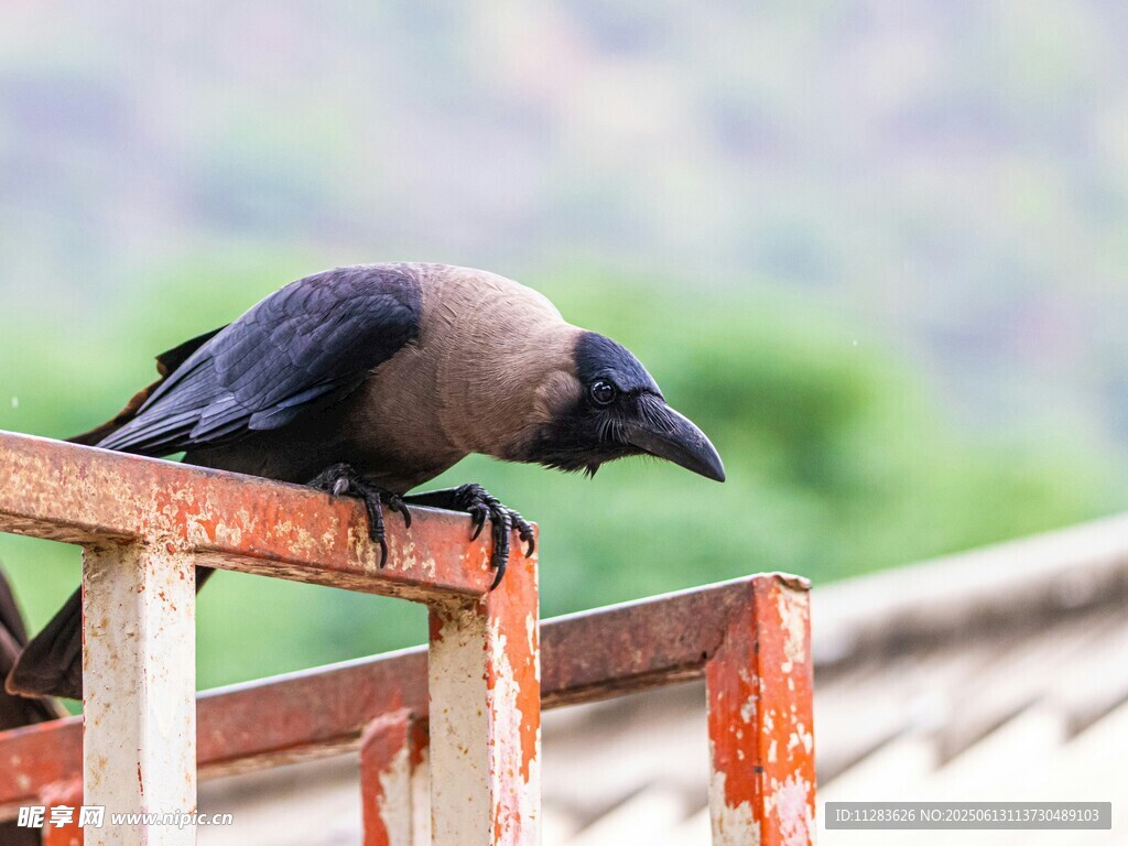 站在栏杆上的黑羽乌鸦