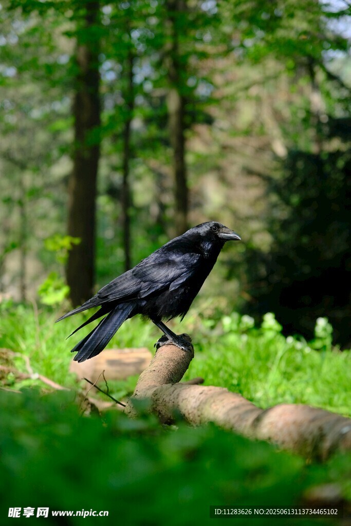 林间黑鸟栖息于石上