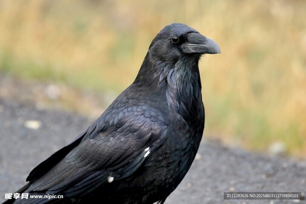 黑羽乌鸦特写
