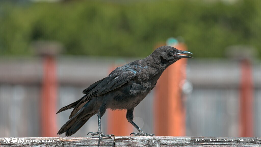 站在栏杆上的黑羽鸟