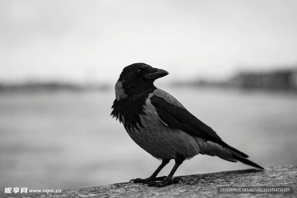 单只乌鸦立于石上