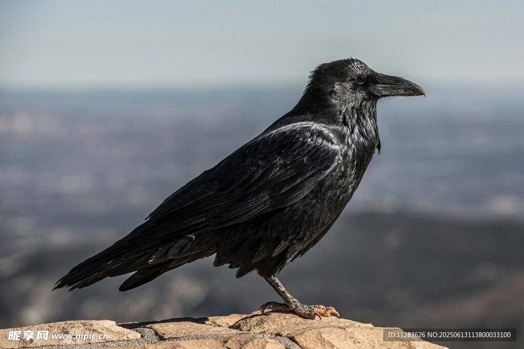 岩石上的黑乌鸦