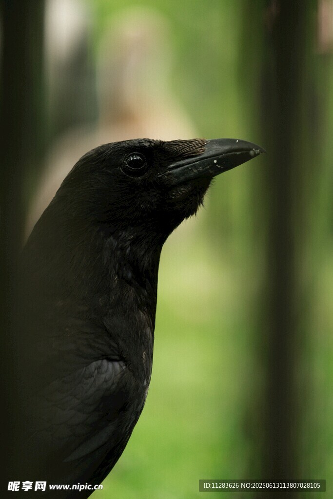 黑鸦特写